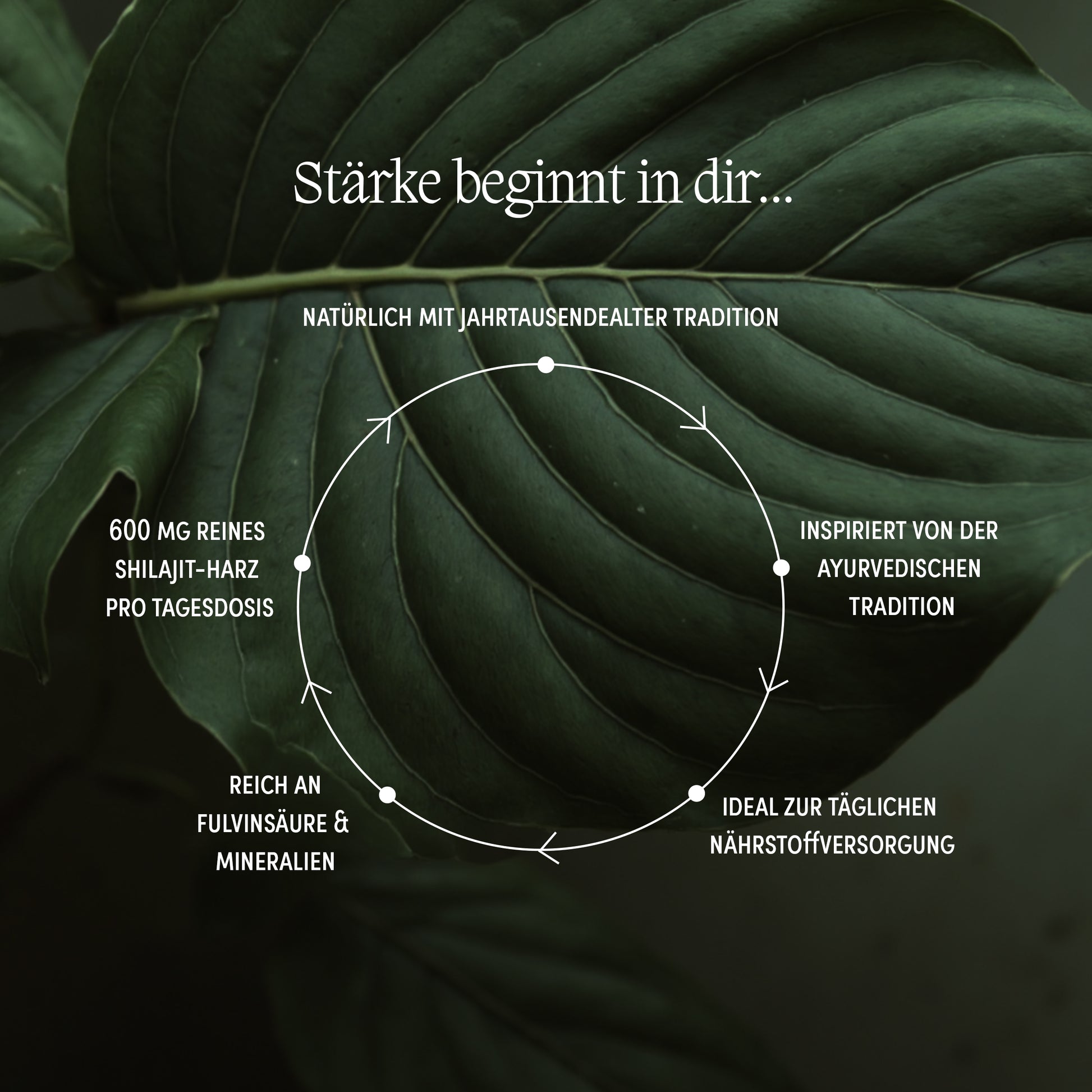 Infografik zu Himalaya-Shilajit Wirkung – reich an Fulvinsäure und Mineralien, inspiriert von ayurvedischer Tradition, 600 mg pro Tagesdosis
