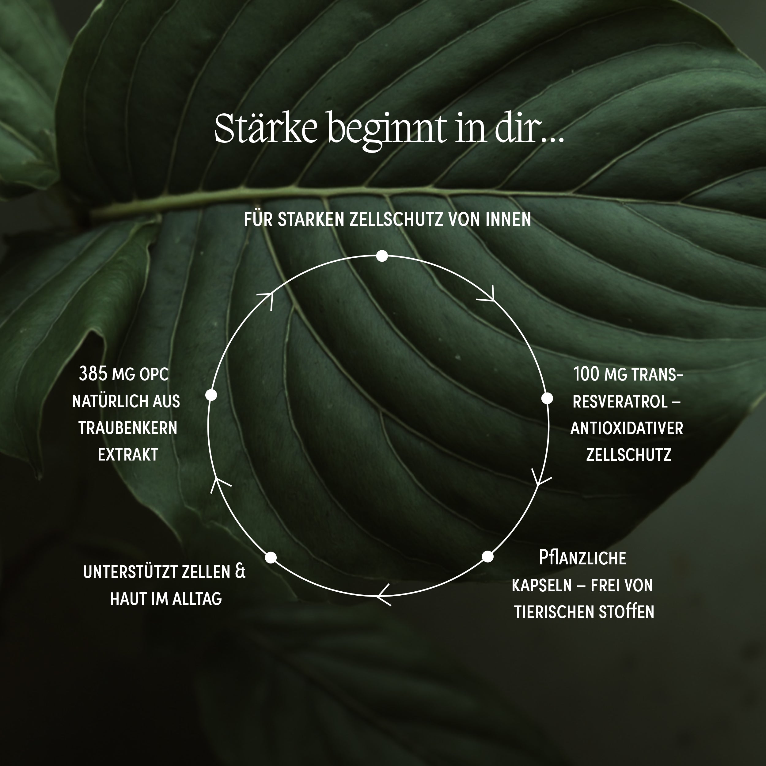 OPC & Trans-Resveratrol aus Traubenkern-Extrakt