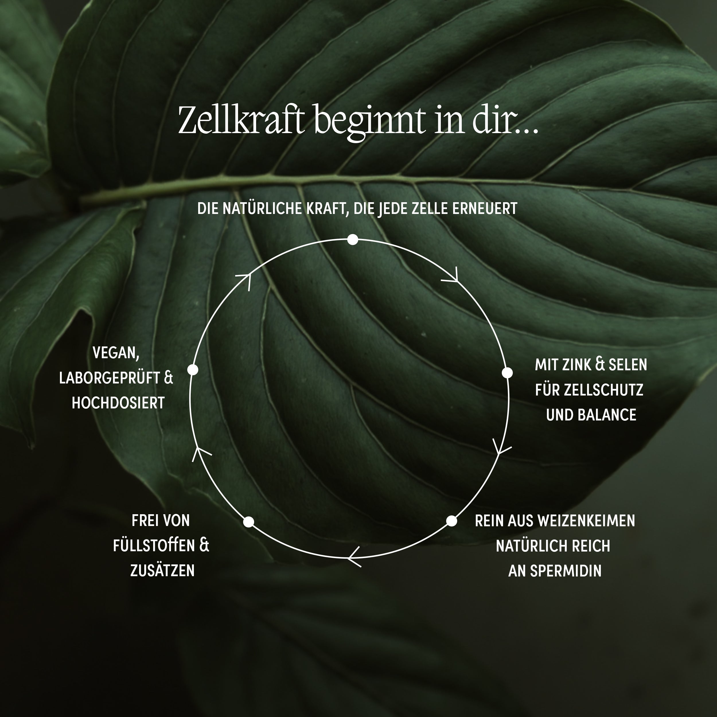 Spermidin (hochdosiert)  mit Zink und Selen