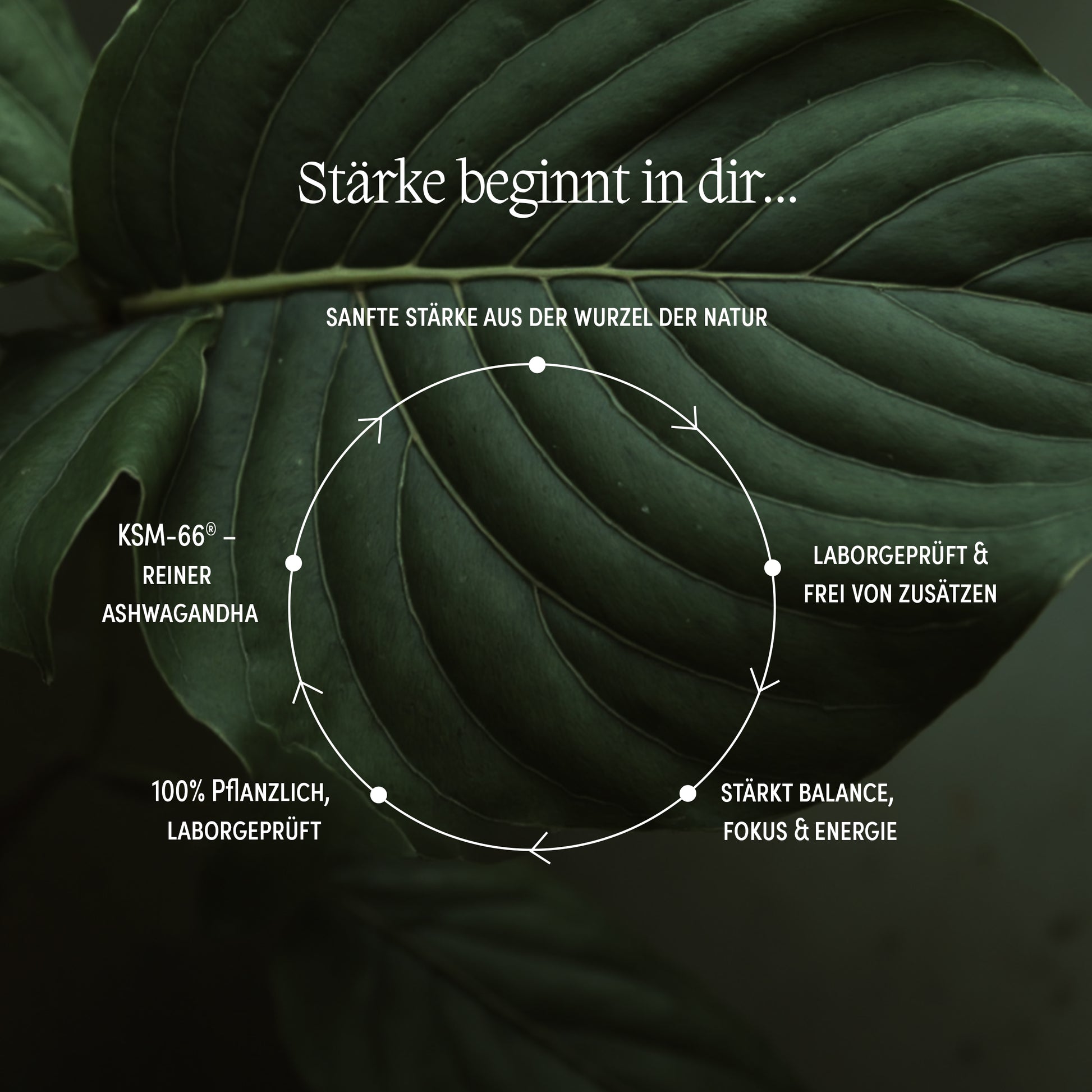Infografik zu Ashwagandha KSM-66 Wirkung – pflanzlich, laborgeprüft, frei von Zusätzen, stärkt Balance, Fokus und Energie