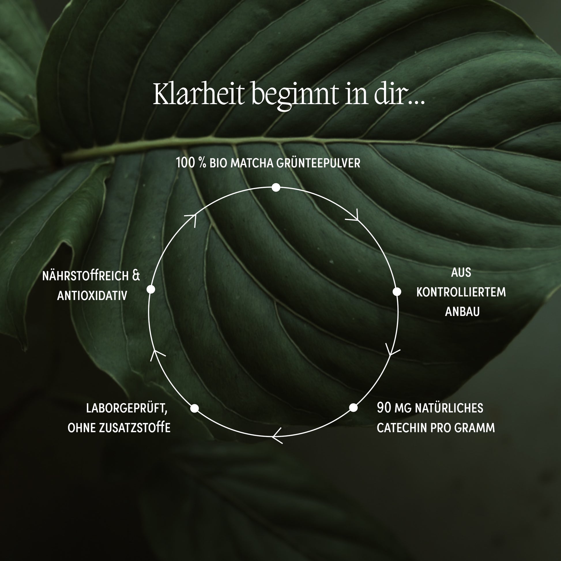 Kreisgrafik zur Wirkung von We Are Naturals Bio Matcha – nährstoffreich, antioxidativ, kontrolliert biologisch, 90 mg Catechin pro Gramm