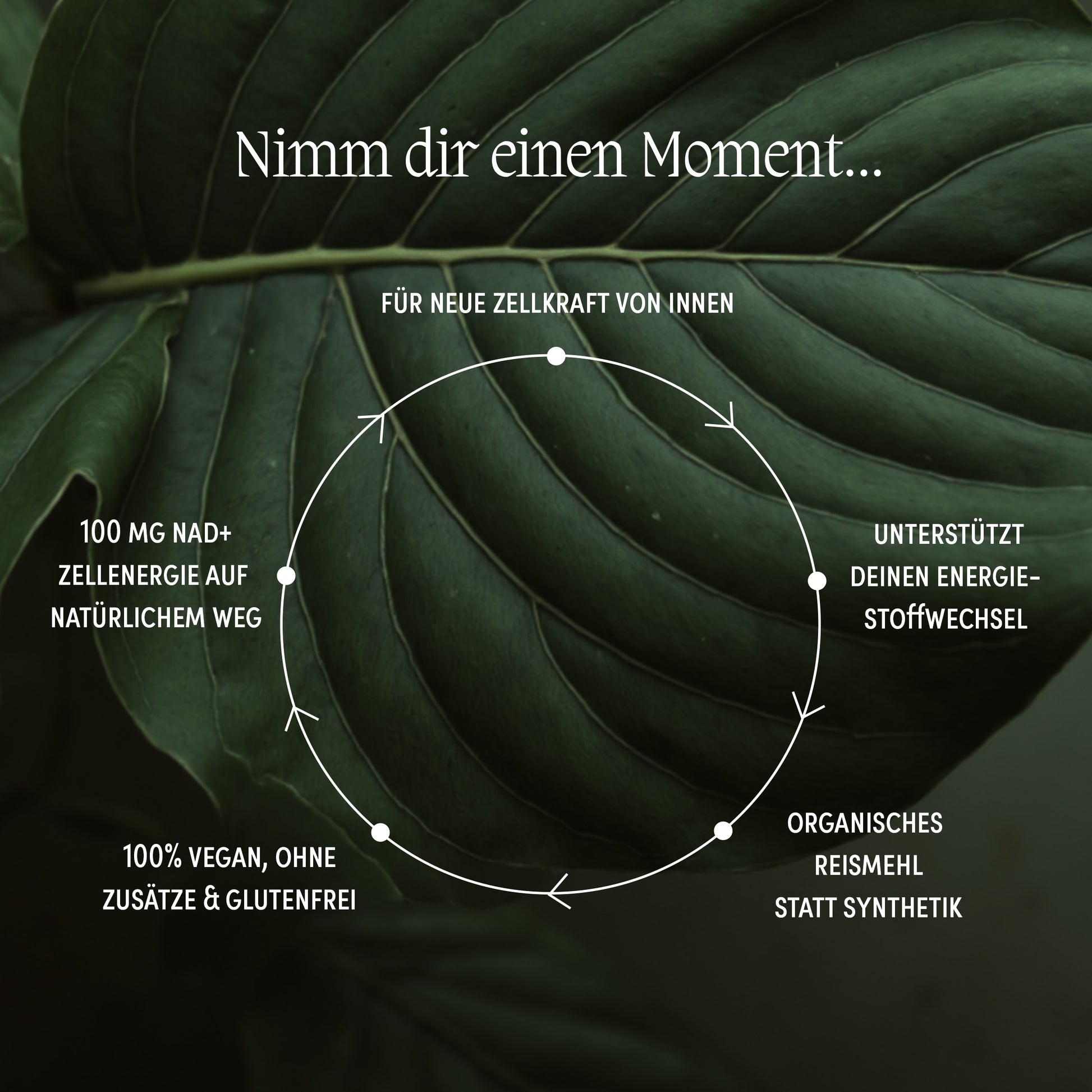 Infografik zur Wirkung von NAD+ – unterstützt Zellstoffwechsel und Energieproduktion, 100 Prozent vegan, organisch und ohne Zusatzstoffe