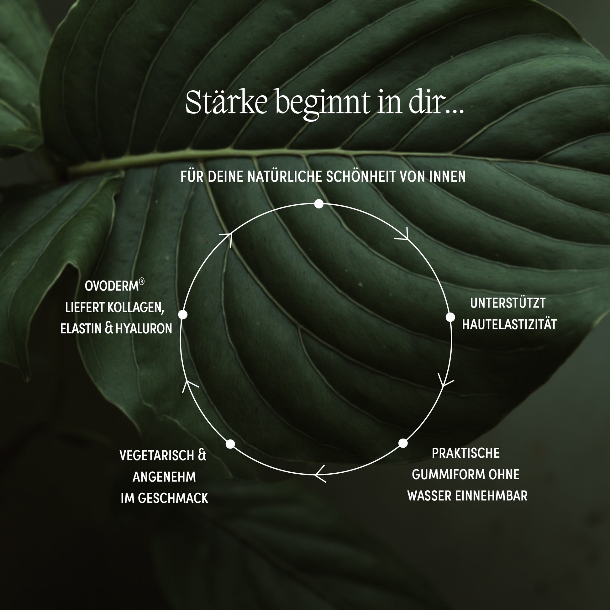 Infografik zu Kollagen-Gummies von We Are Naturals – enthält Kollagen, Elastin, Hyaluron, unterstützt Hautelastizität und ist angenehm im Geschmack