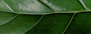 Grünes Blatt als Symbol für Naturverbundenheit von We Are Naturals